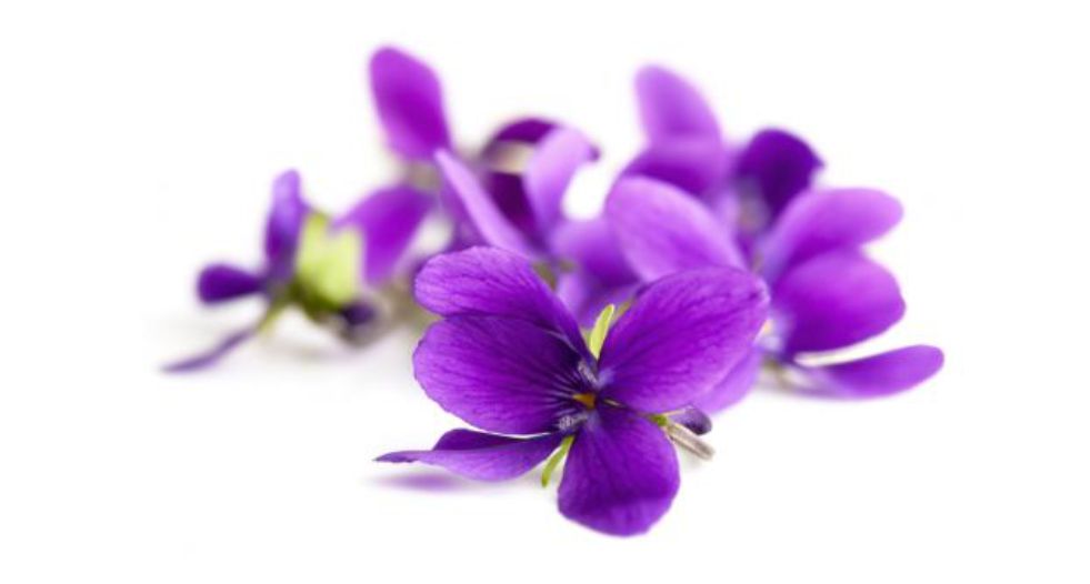 زهرة البنفسج Violet