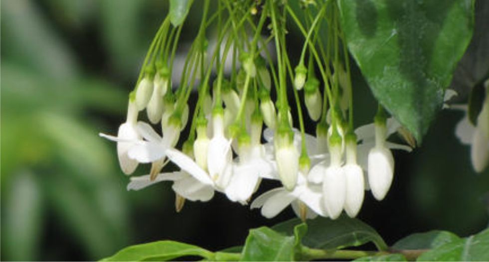 الياسمين المائي Water jasmine
