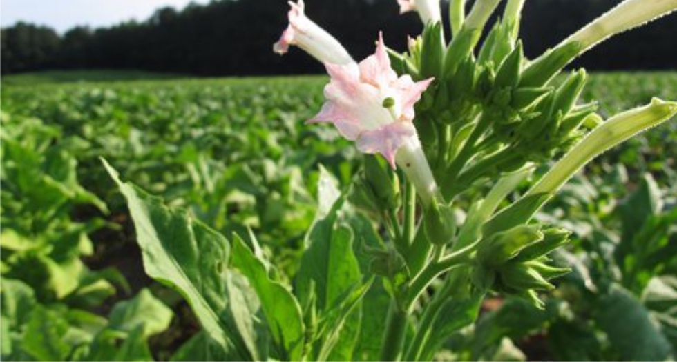 زهرة التبغ Tobacco blossom