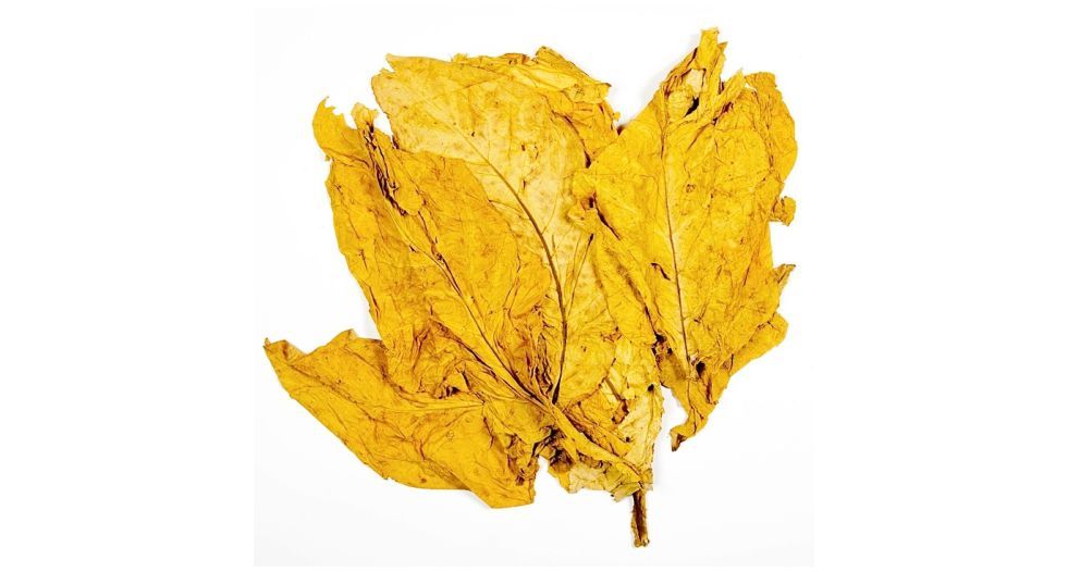 اوراق التبغ Tobacco leaf