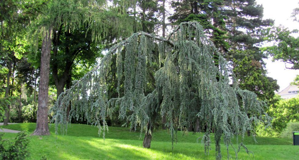 ارز الاطلس Atlas cedar