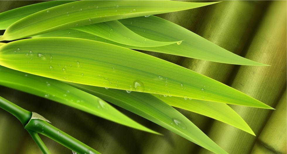 اوراق الخيزران Bamboo leaves