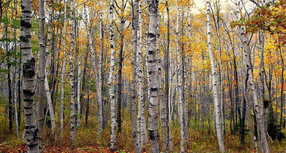 خشب البتولا birch