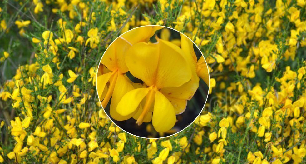 سبارتيوم Spanish Broom (Spartium)