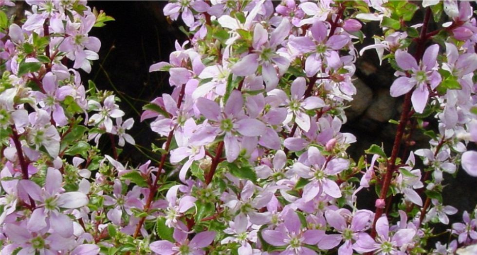 البوشو Buchu or Agathosma