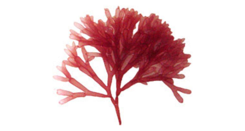 طحالب حمراء Red Algae