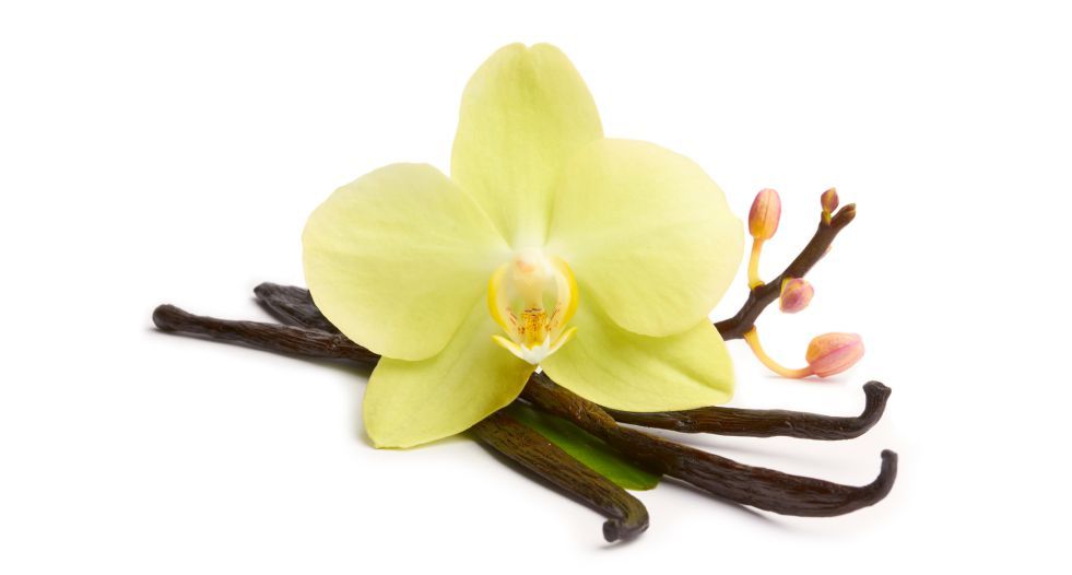 زهر الفانيلا Vanilla blossom