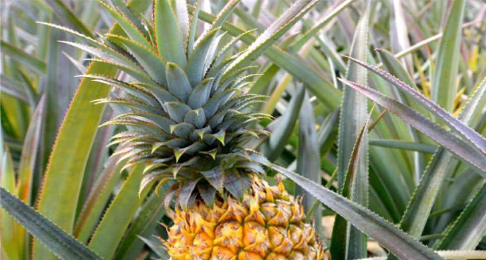 اوراق الاناناس Pineapple leaf