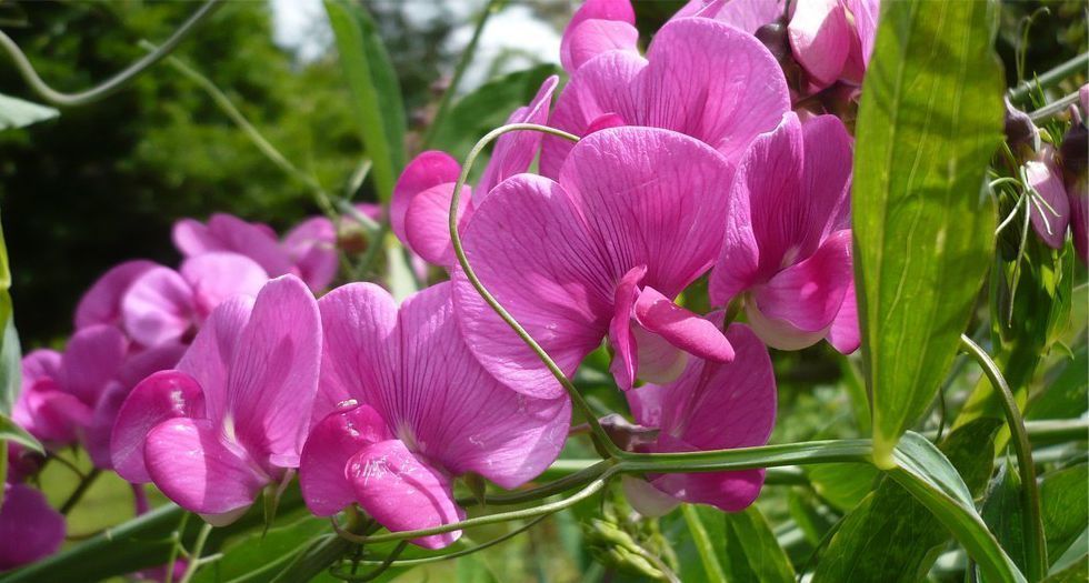 زهرة البسلة Sweet Pea