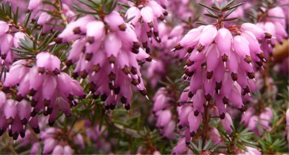زهرة الخلنج Heather