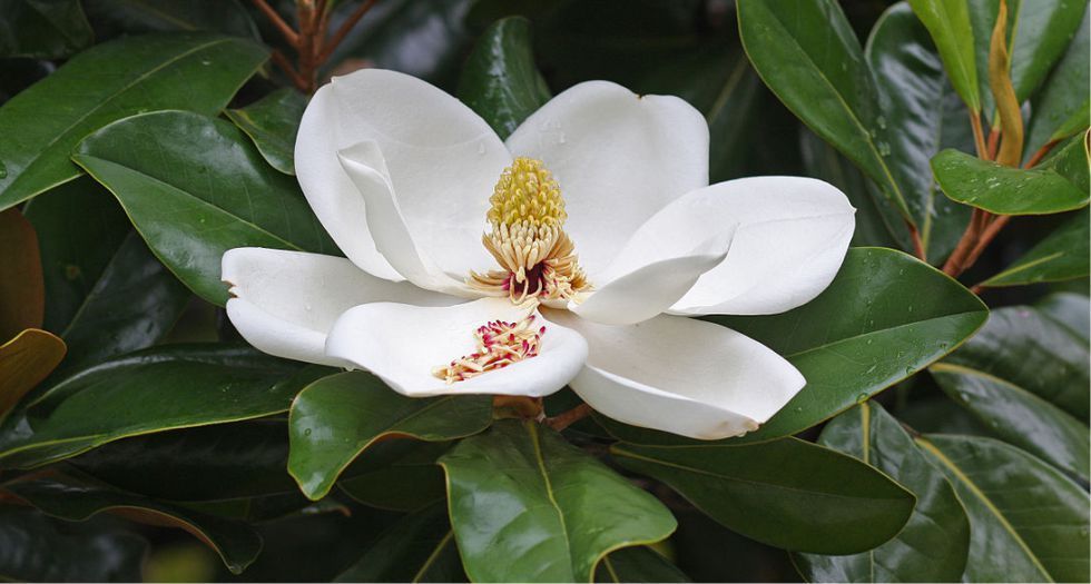 ماغنوليا Magnolia