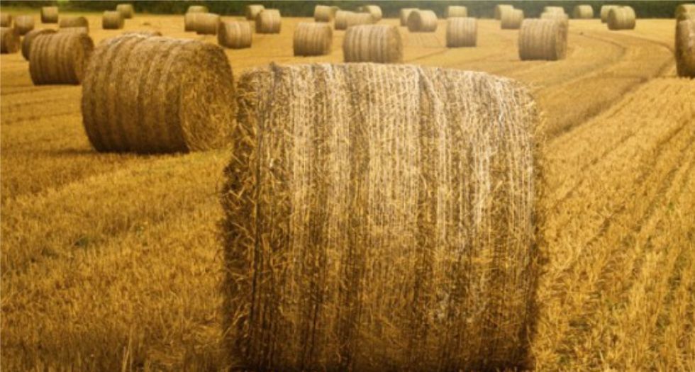 القش Hay