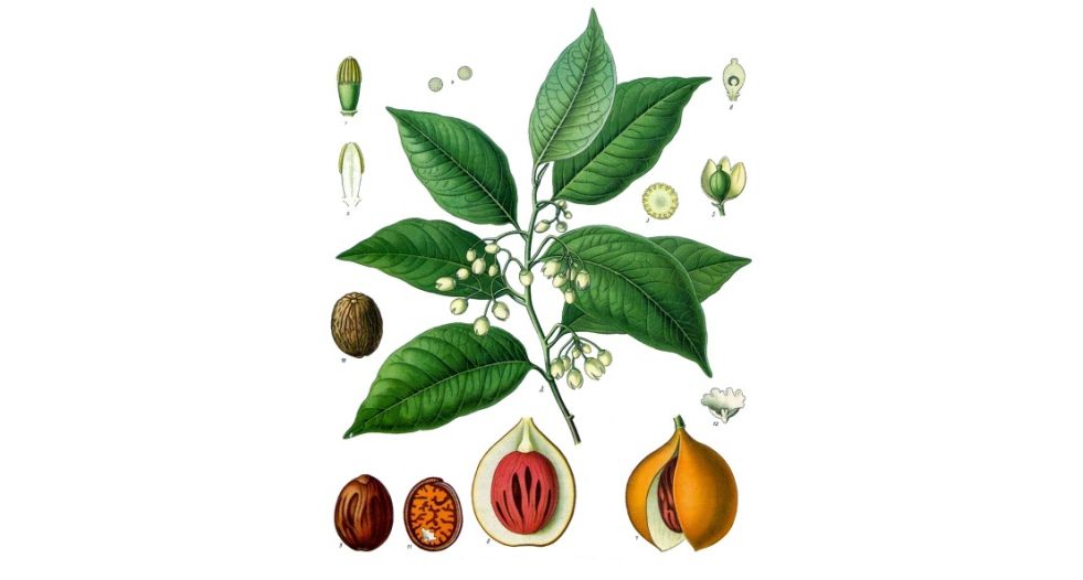 زهرة جوز الطيب Nutmeg flower