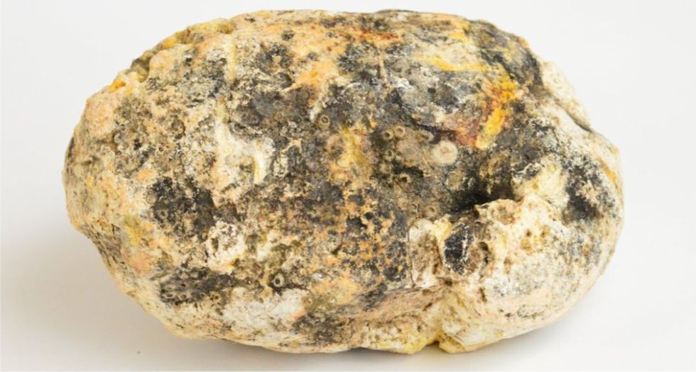عنبر الحوت Ambergris