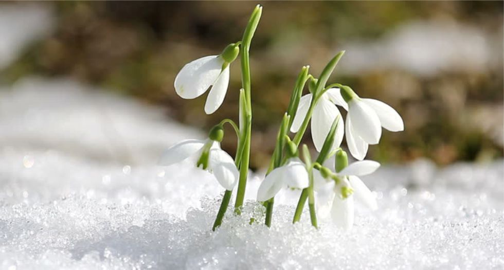 زهرة اللبن Snowdrops