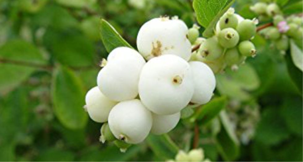 حب الثلج Snowberry