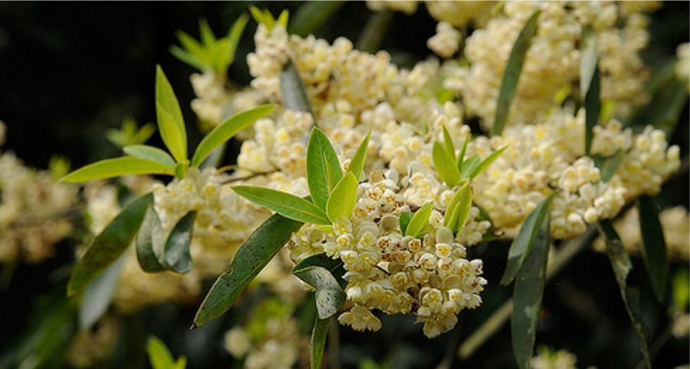 ليتسيا كوبيبه litsea cubeba
