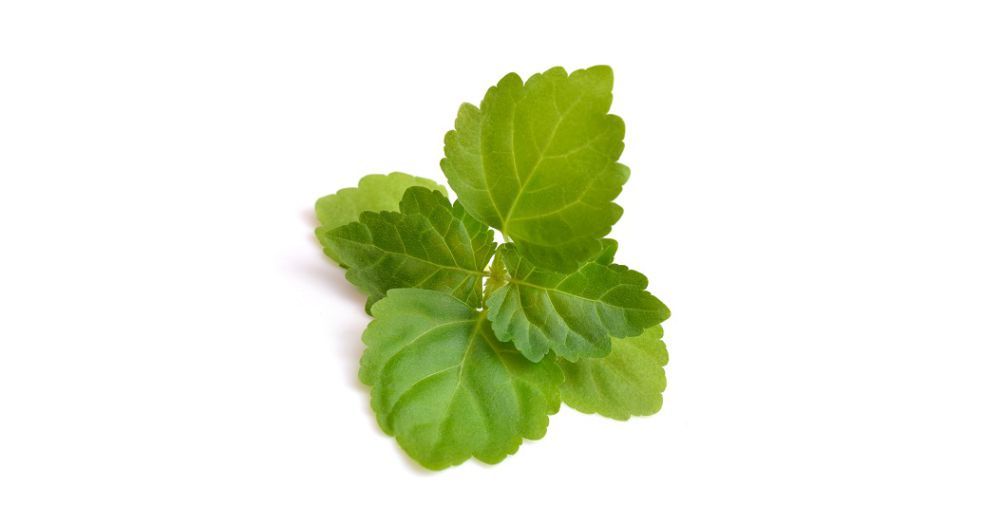 الباتشولي Patchouli