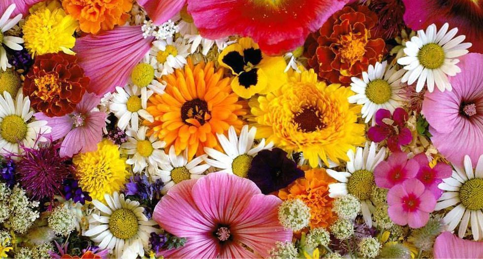 زهور Flower (Notes)