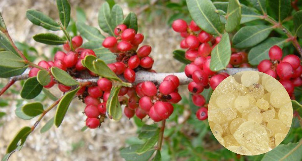 المصطكى Mastic or Lentisque