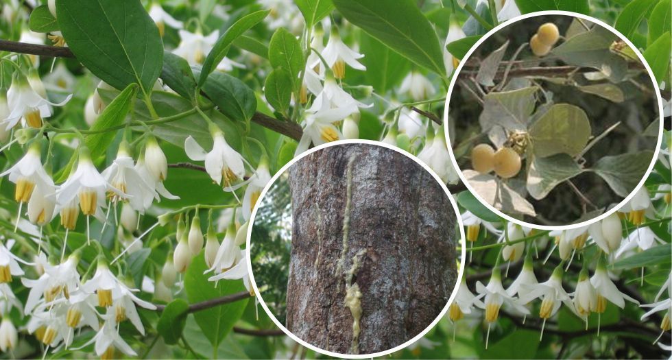 شجرة اللبنى styrax