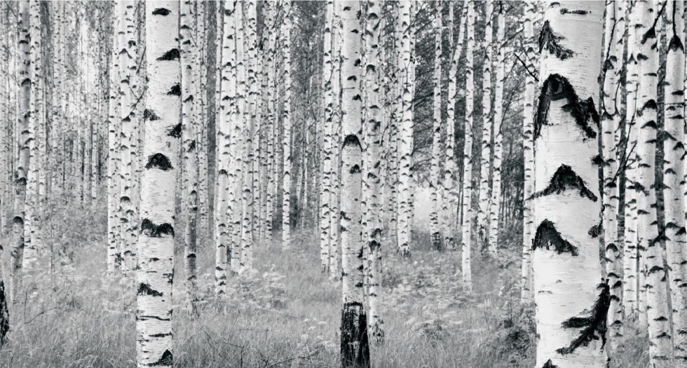 خشب ابيض White woods