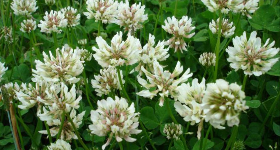 زهرة البرسيم Clover