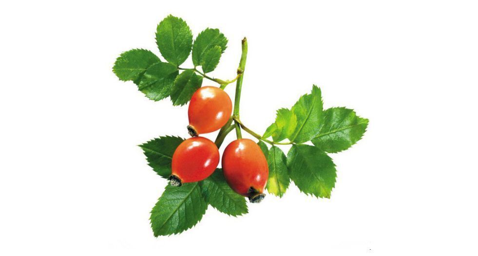 وردة المسك Rose Hip