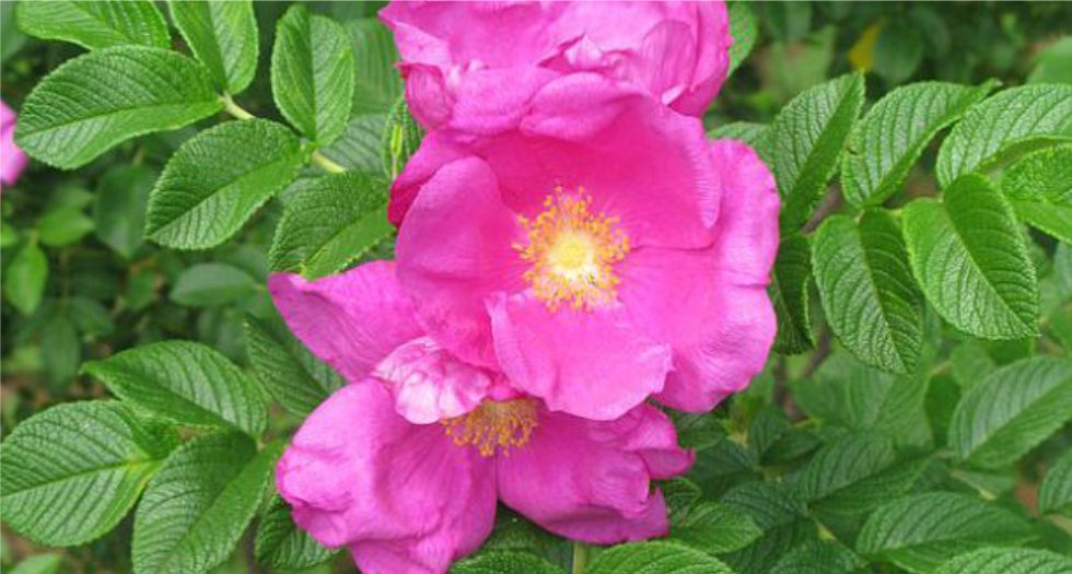 الوردة اليابانية Rose Japanese (Hamanasu)