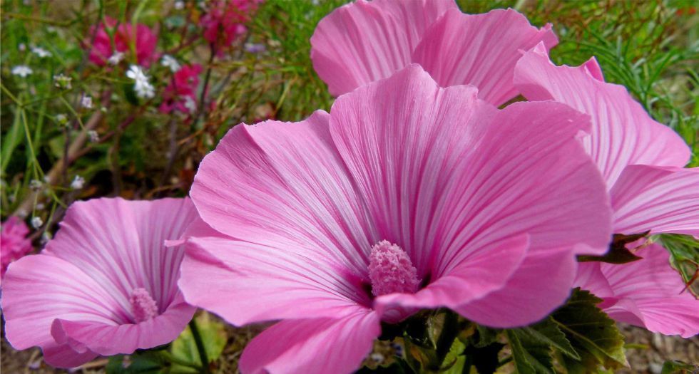روز مالو Rose Mallow