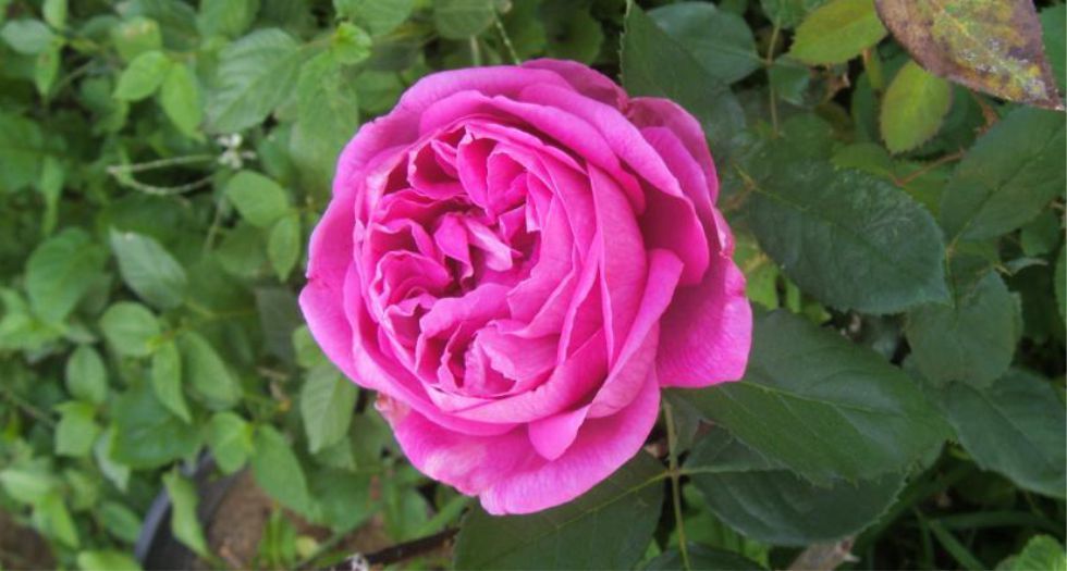 ورد طائفي Taif rose