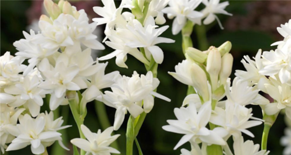 مسك الروم Tuberose