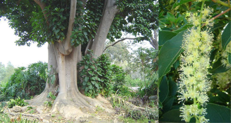 شجرة بيلامبرا Belambra tree