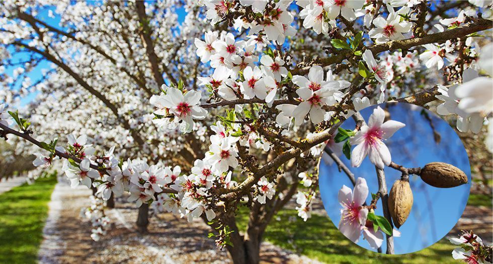 خشب اللوز Almond Wood