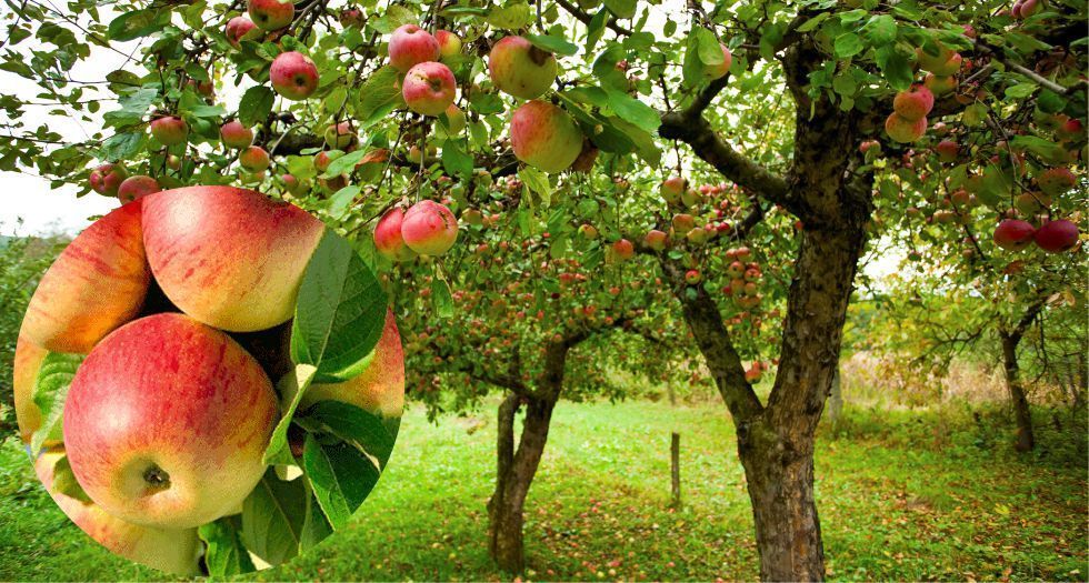 شجرة التفاح Apple tree