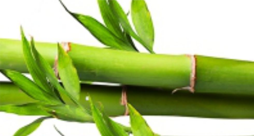 خيزران bamboo