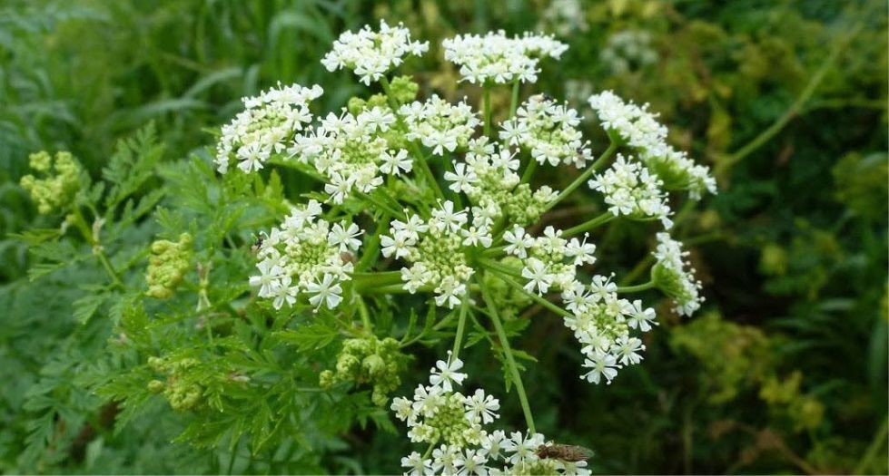 نبات الشوكران Hemlock