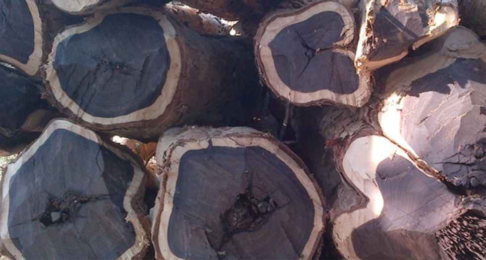 الخشب الاسود Blackwood