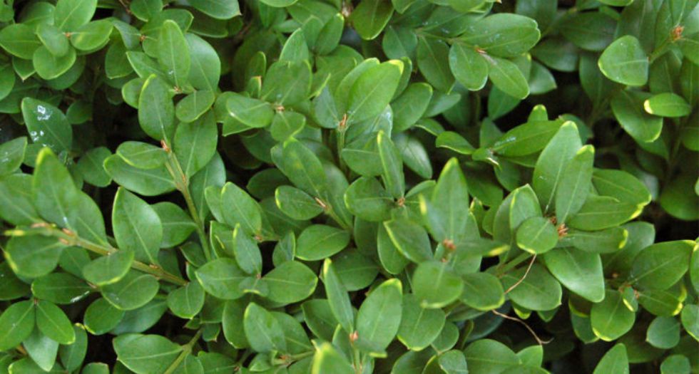 شمشير Buxus