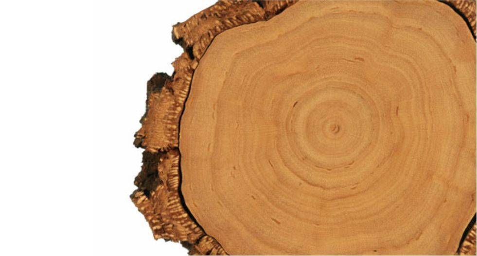 خشب الكشمير Cashmir wood