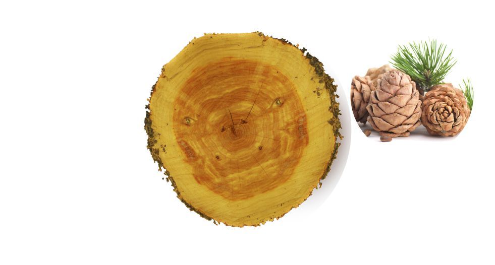 خشب الارز cedar