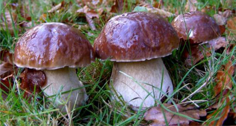 فطر البوليط Boletus Edulis
