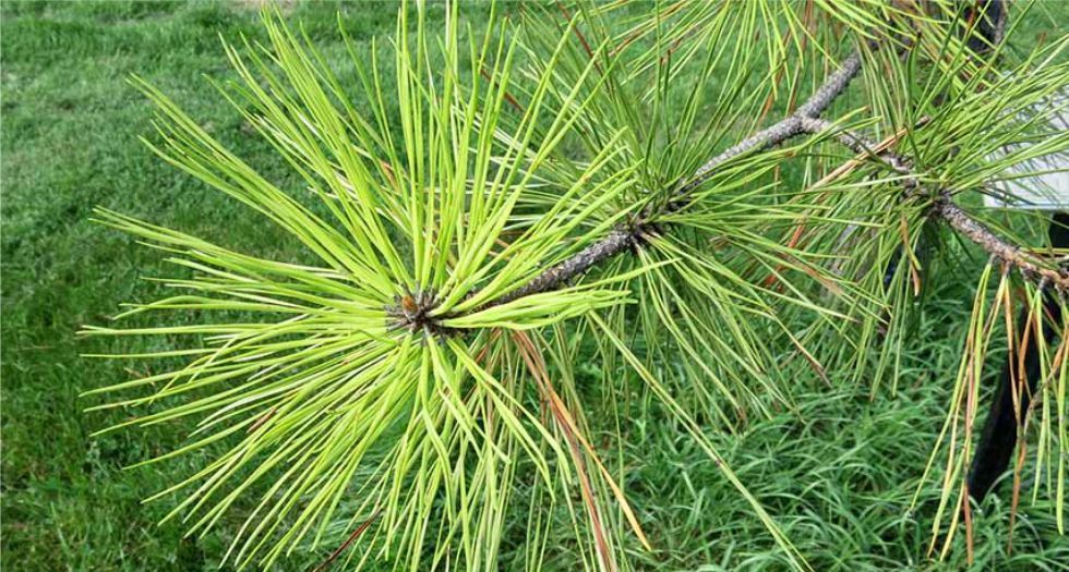 إبر شجرة الصنوبر Pine needles