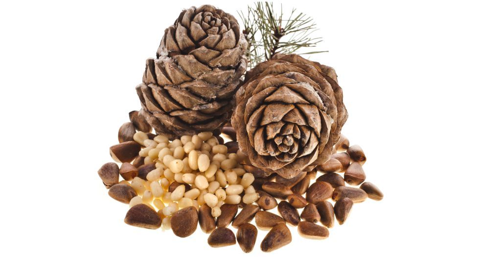 الصنوبر pine