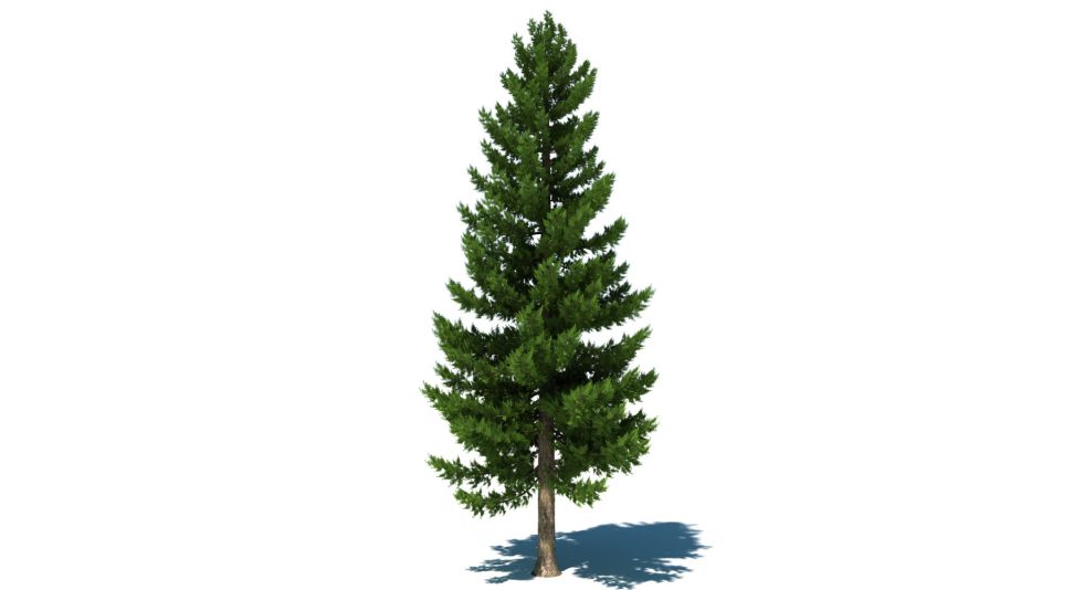 شجرة الصنوبر Pine tree