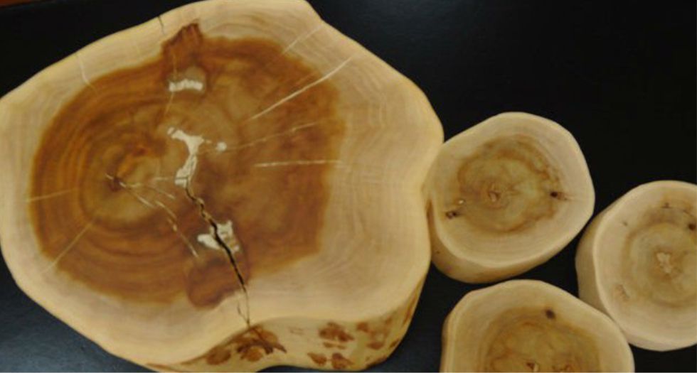 خشب الصندل الاسترالي Australian Sandalwood