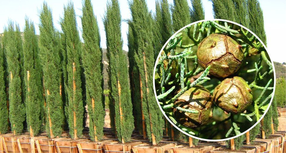 شجرة السرو Cypress