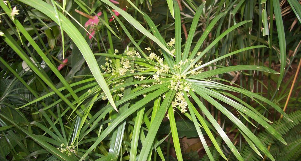 زيت سيبريول Cypriol Oil or Nagarmotha