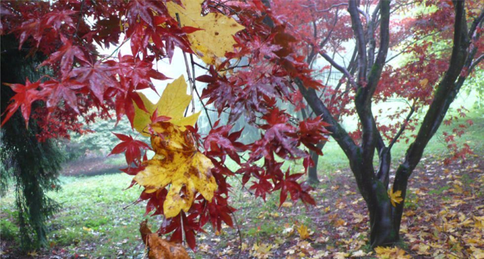 القيقب Maple