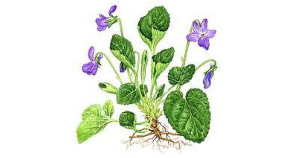 جذور البنفسج Violet root